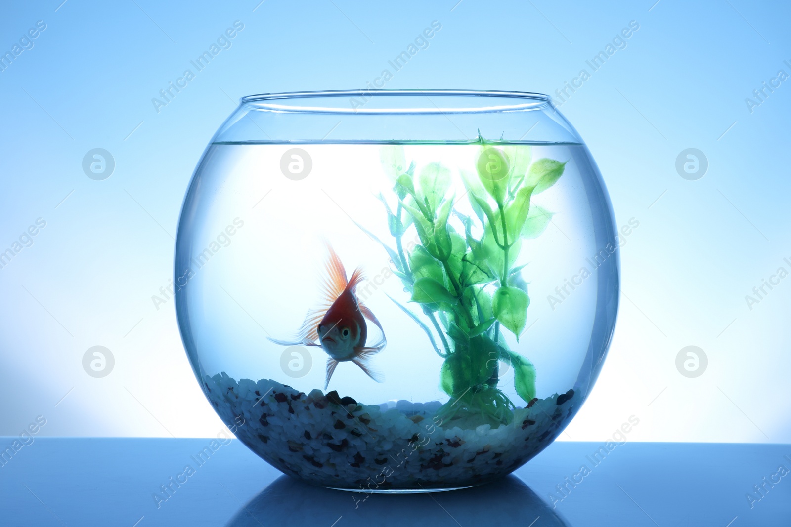 Photo of Beautiful bright small goldfish swimming in round glass aquarium on blue background