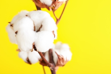 Branch with fluffy cotton flowers on yellow background, closeup. Space for text