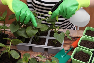 Woman wearing gardening gloves spraying with water seedlings growing in containers at wooden table, closeup