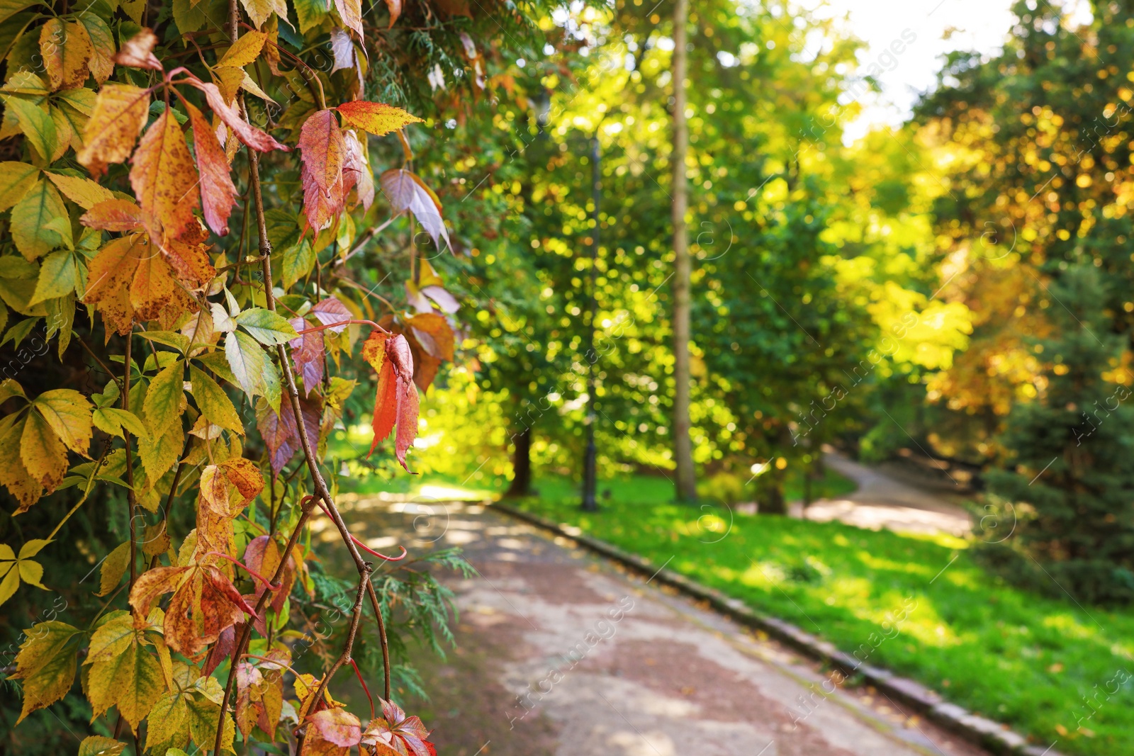 Photo of Pathway, and trees in beautiful park, space for text. Focus on leaves