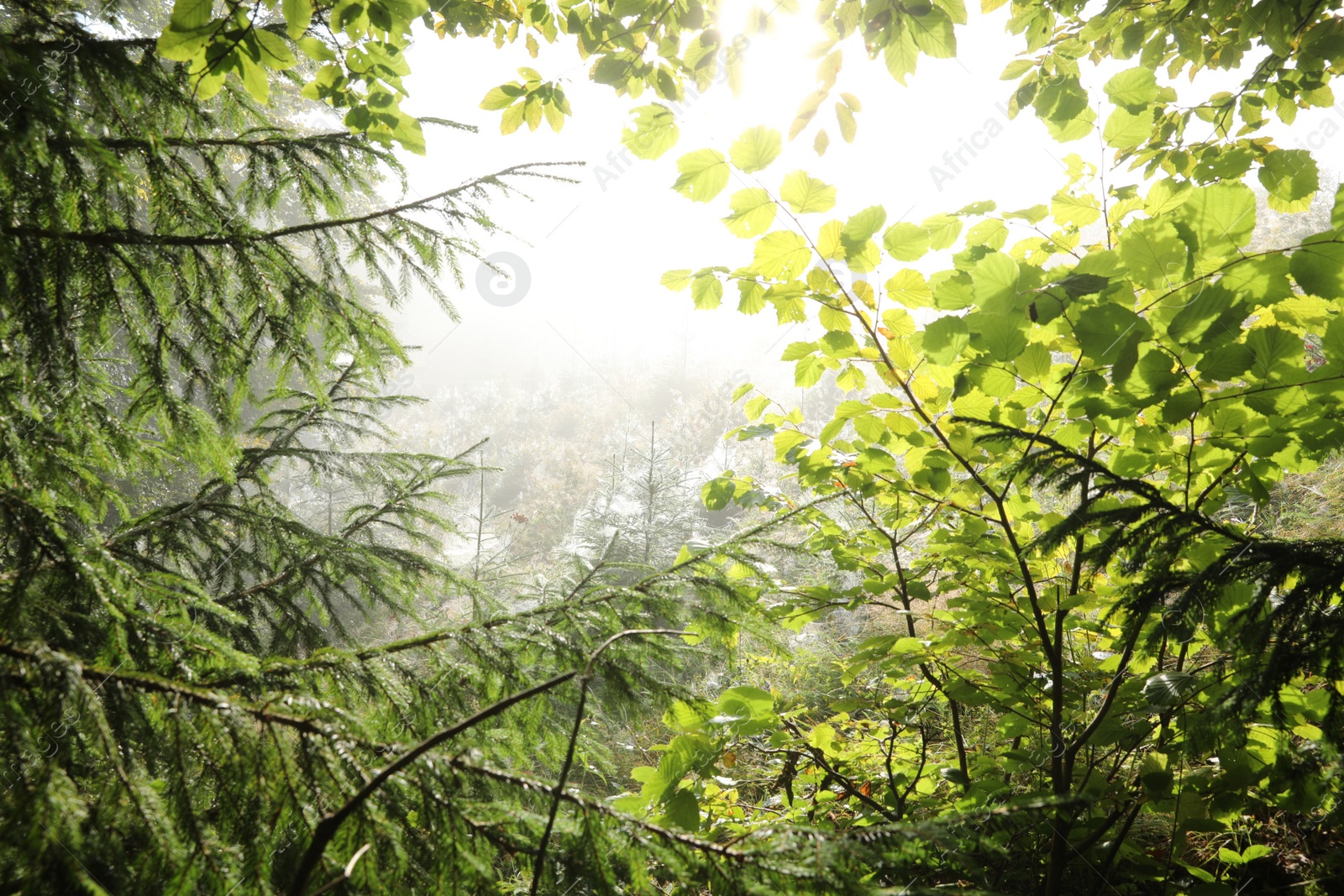 Photo of Different beautiful trees in forest on sunny day