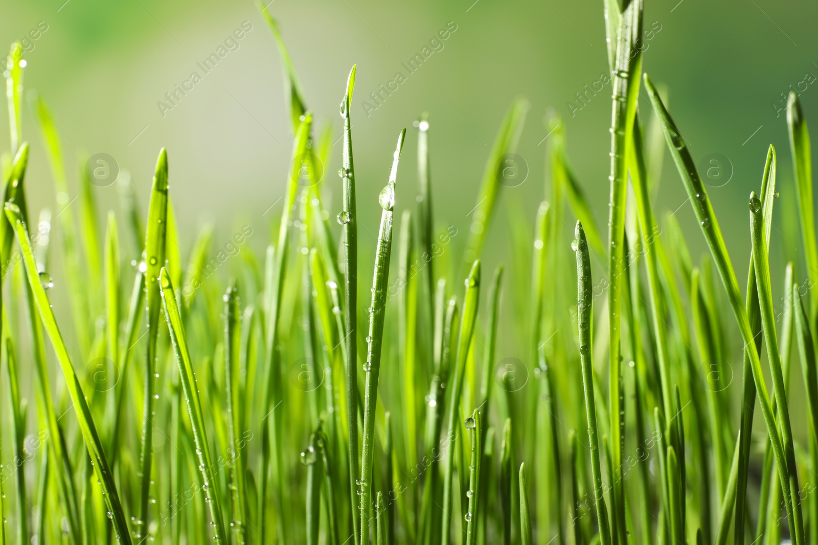 Photo of Green wheat grass with dew drops on blurred background, closeup