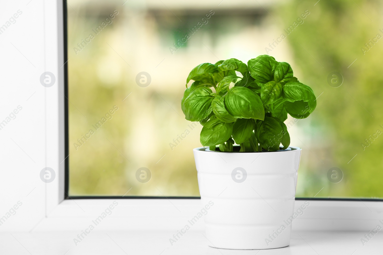 Photo of Fresh green basil in pot on window sill