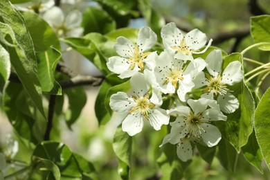 Beautiful blossoming pear tree outdoors on sunny day, closeup