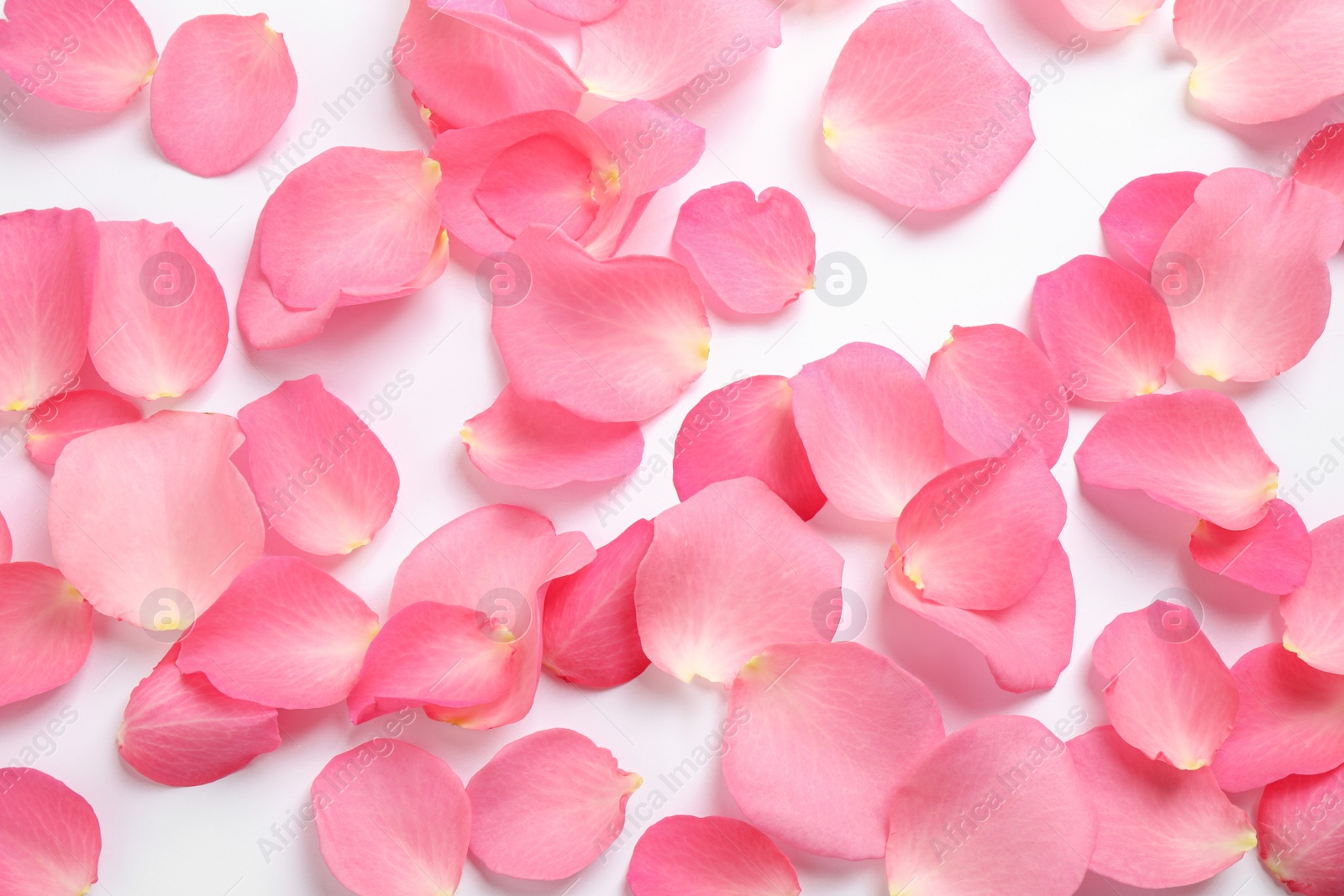 Photo of Fresh pink rose petals on white background, top view