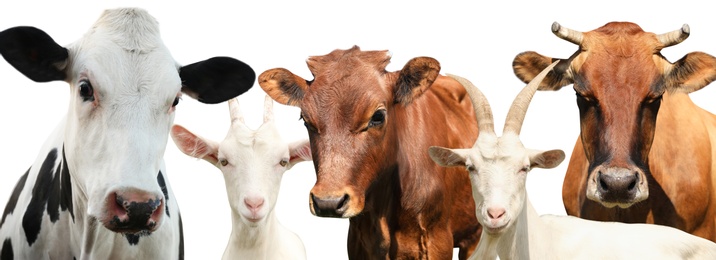Image of Set with cute cows and goats on white background, banner design. Animal husbandry