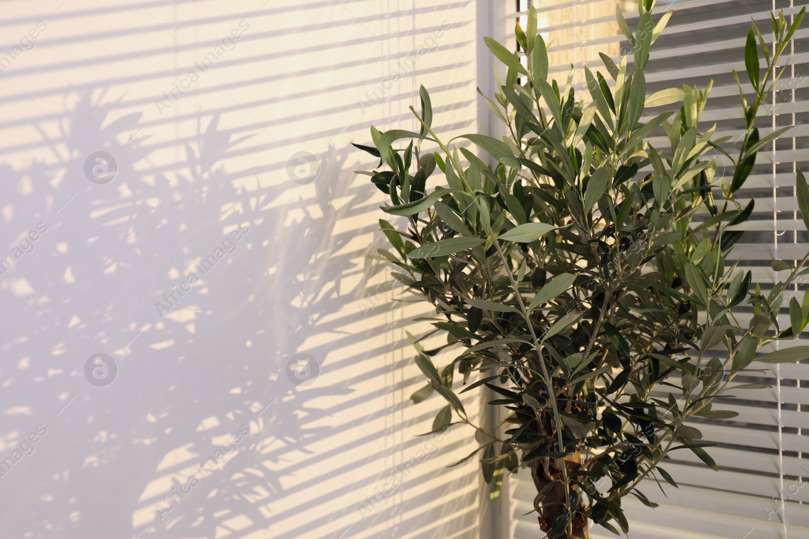 Photo of Beautiful young olive tree near window indoors. Interior element