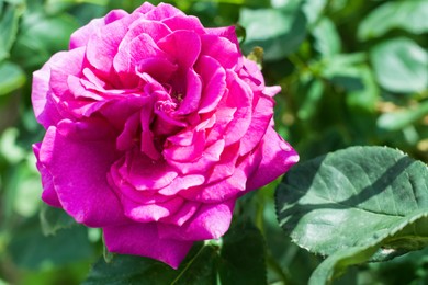 Photo of Bush with beautiful blooming rose in garden on sunny day, closeup. Space for text