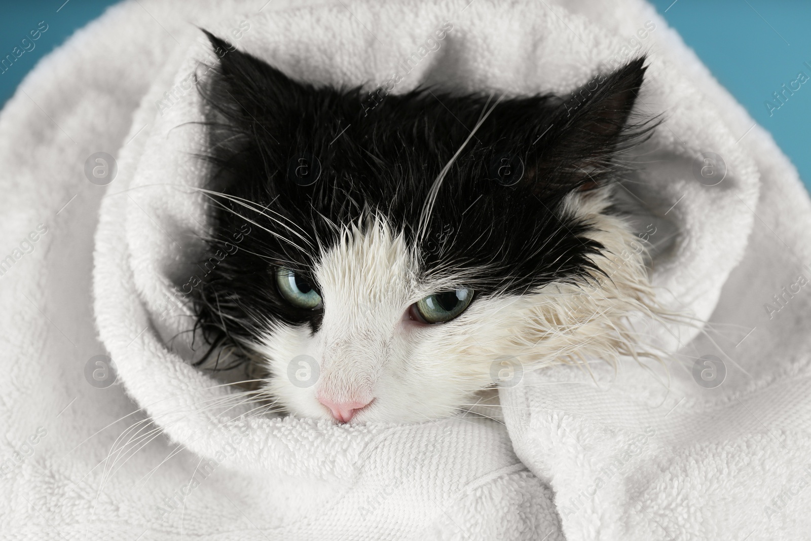 Photo of Wet cat wrapped with white towel on light blue background