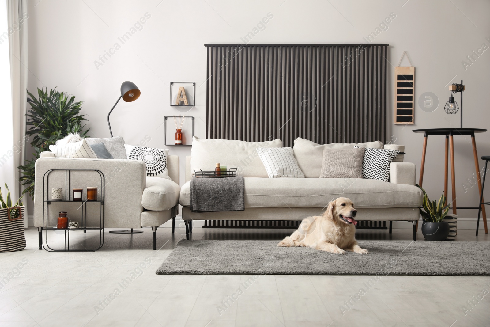 Photo of Adorable Golden Retriever dog in living room