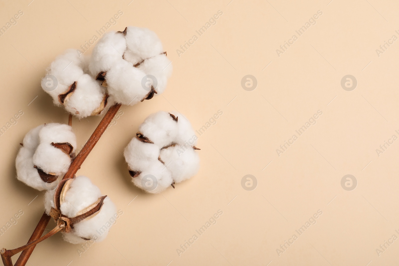 Photo of Fluffy cotton flowers on beige background, top view. Space for text