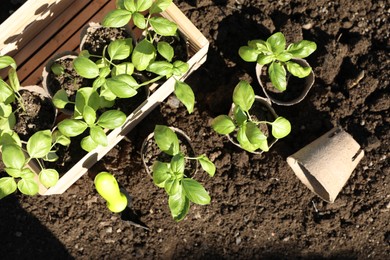 Beautiful seedlings in peat pots on soil outdoors, flat lay