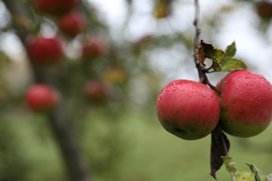 Photo of Delicious ripe red apples on tree in garden, space for text