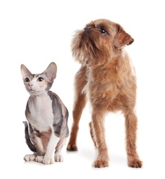 Photo of Adorable dog and cat together on white background. Friends forever