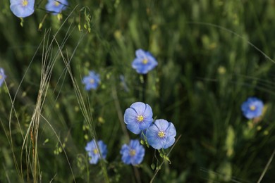 Photo of Beautiful blooming flax plants in meadow, space for text