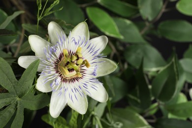 Photo of Beautiful Passiflora plant (passion fruit) with blossom, closeup. Space for text