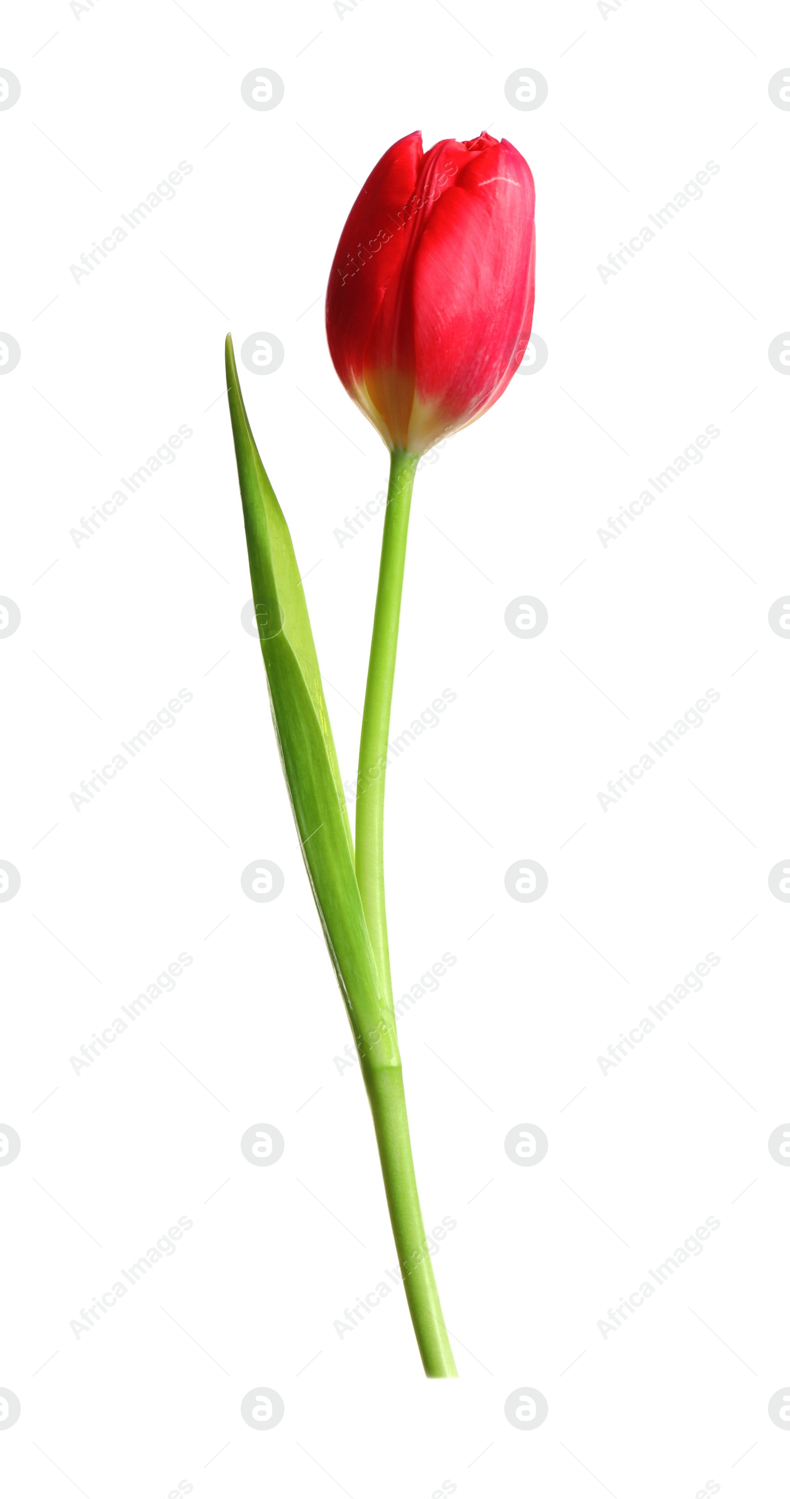 Photo of Beautiful tender spring tulip isolated on white