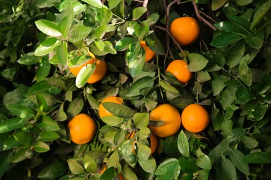 Fresh ripe oranges growing on tree outdoors