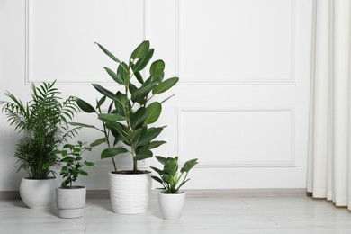 Many different houseplants in pots on floor near white wall indoors, space for text