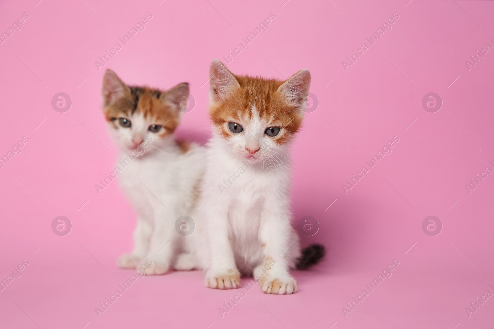 Photo of Cute little kittens on pink background. Baby animals