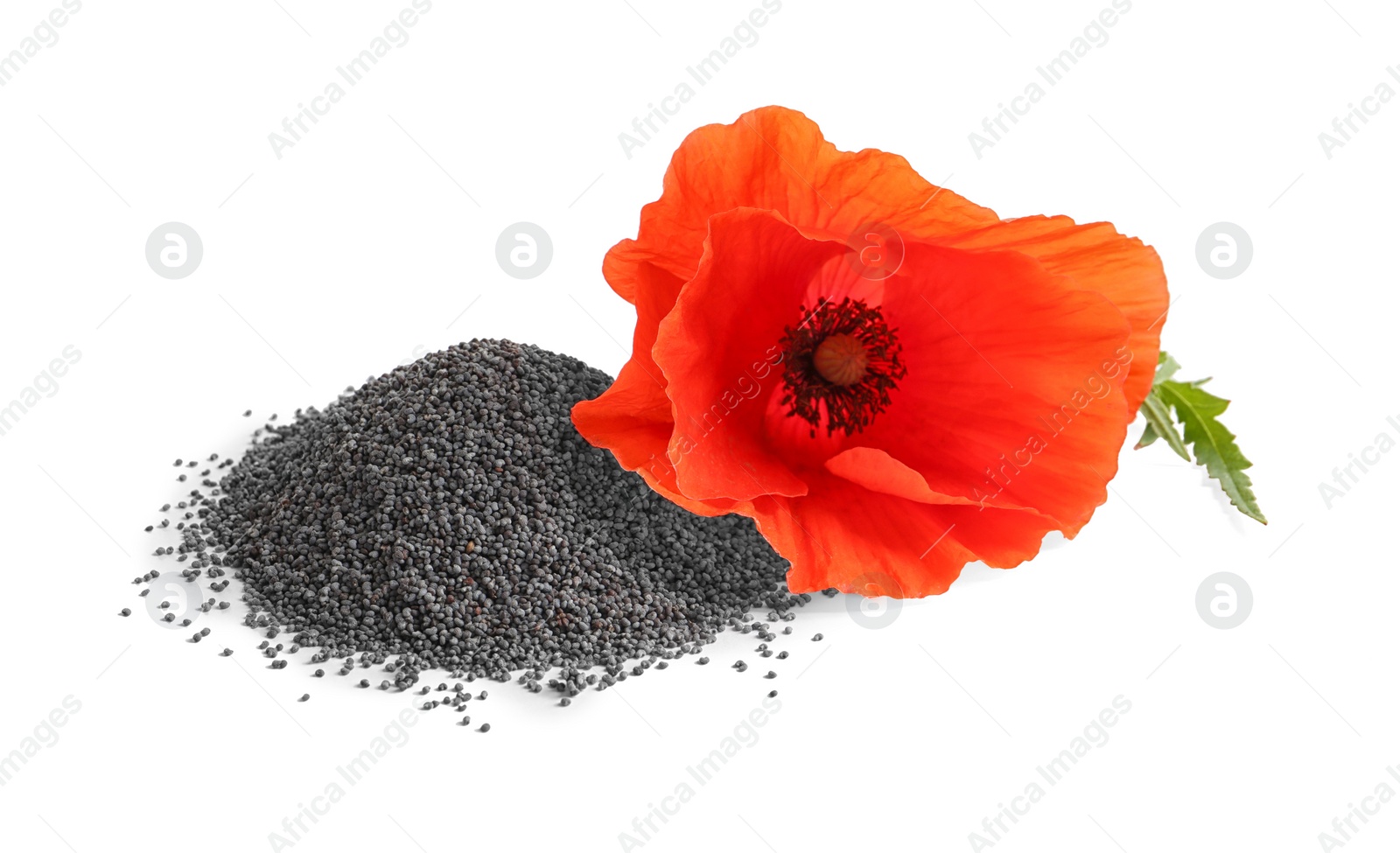 Photo of Pile of poppy seeds and flower isolated on white