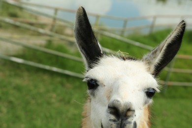 Photo of Beautiful fluffy llama is safari park, closeup