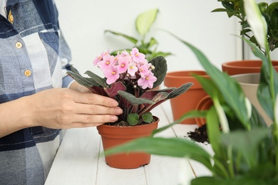 Photo of Woman transplanting home plant into new pot on window sill, closeup
