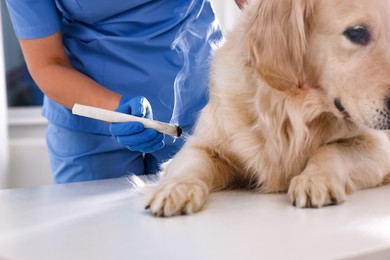 Photo of Veterinary holding moxa stick near cute dog in clinic, closeup. Animal acupuncture treatment