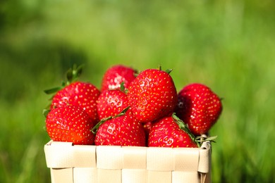 Basket of ripe strawberries outdoors on sunny day, closeup