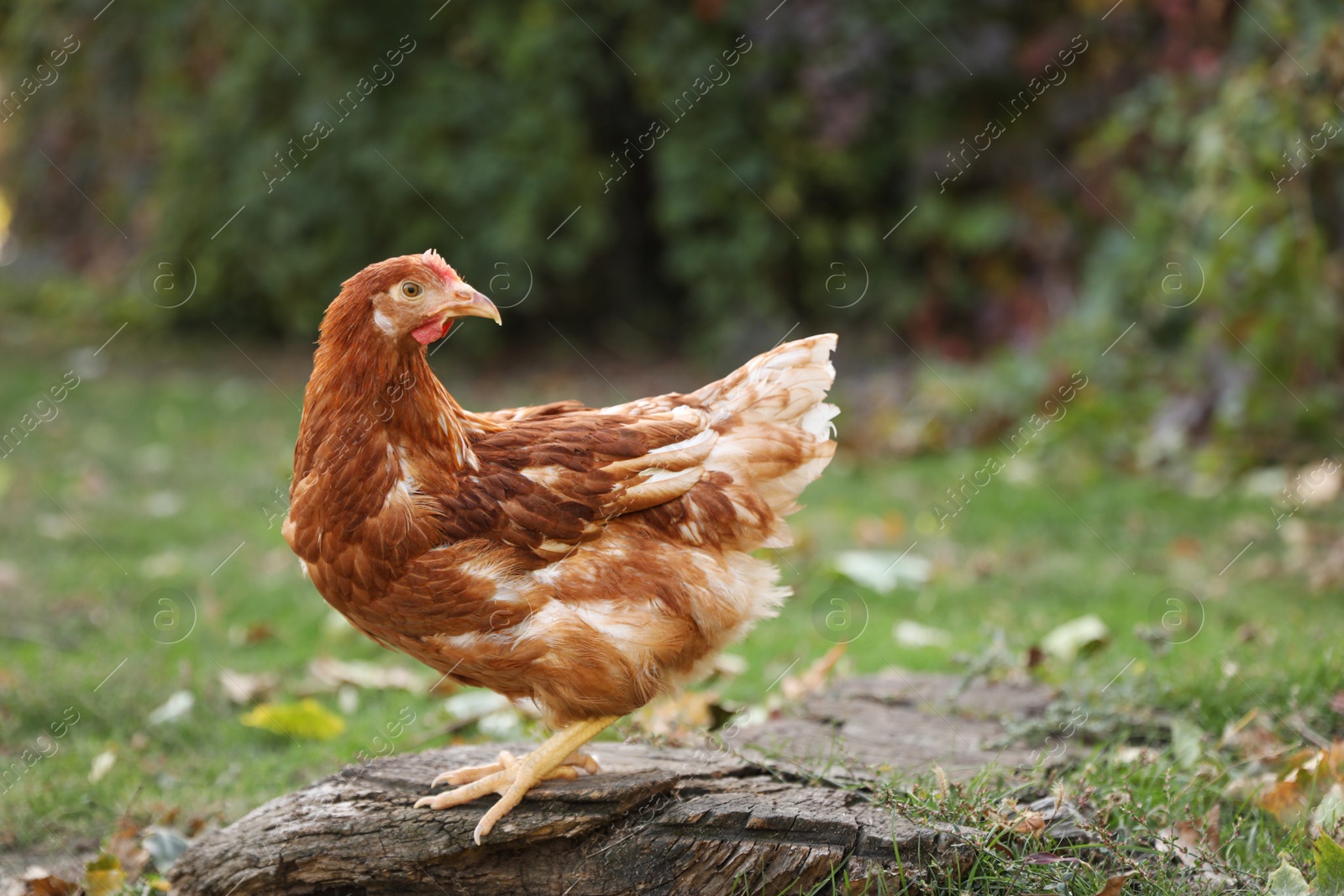 Photo of Beautiful chicken in yard on farm. Domestic animal