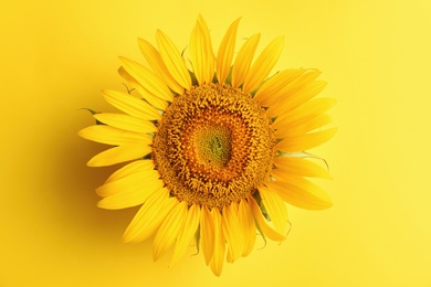 Photo of Beautiful bright sunflower on yellow background, top view