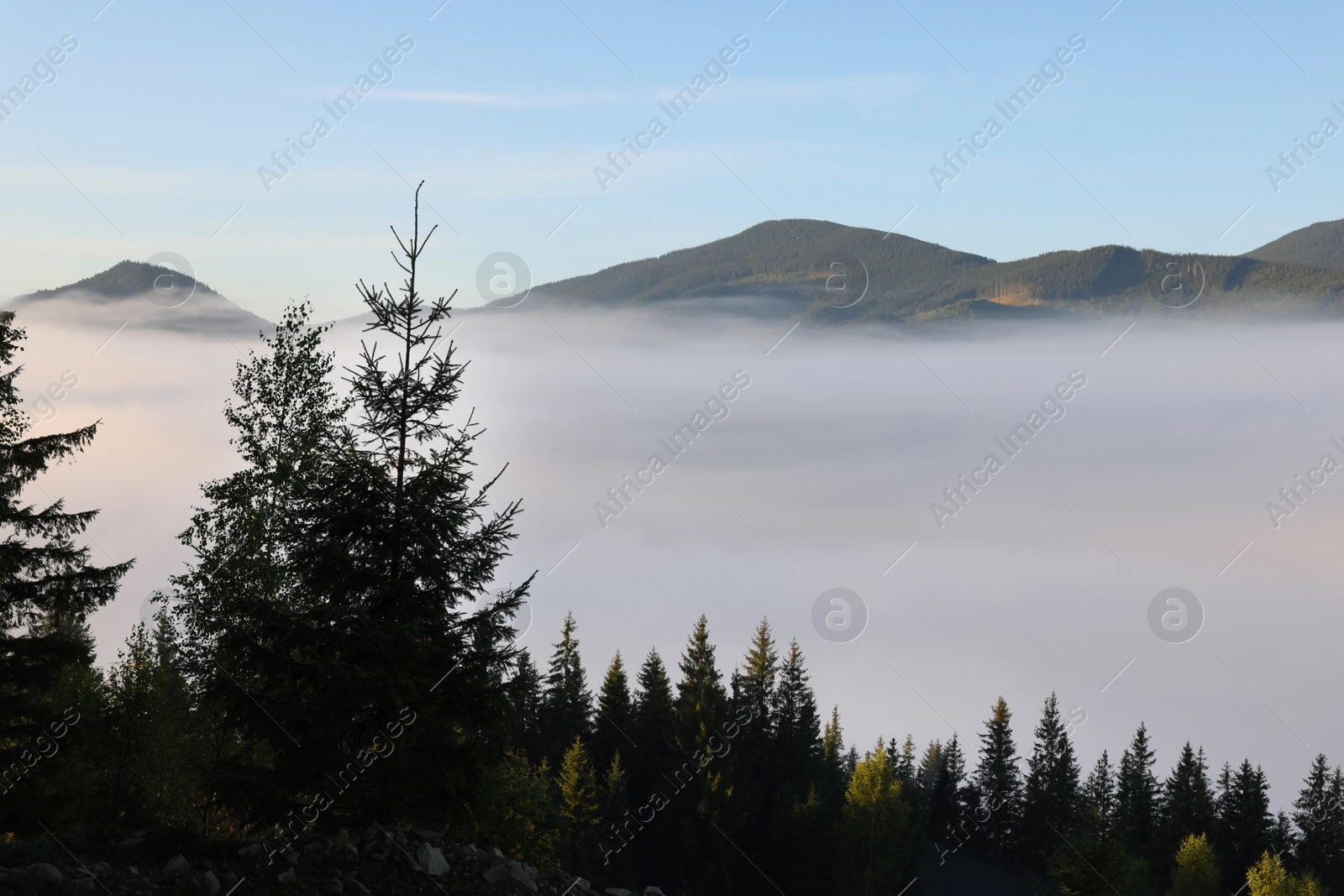 Photo of Picturesque view foggy forest in mountains on morning