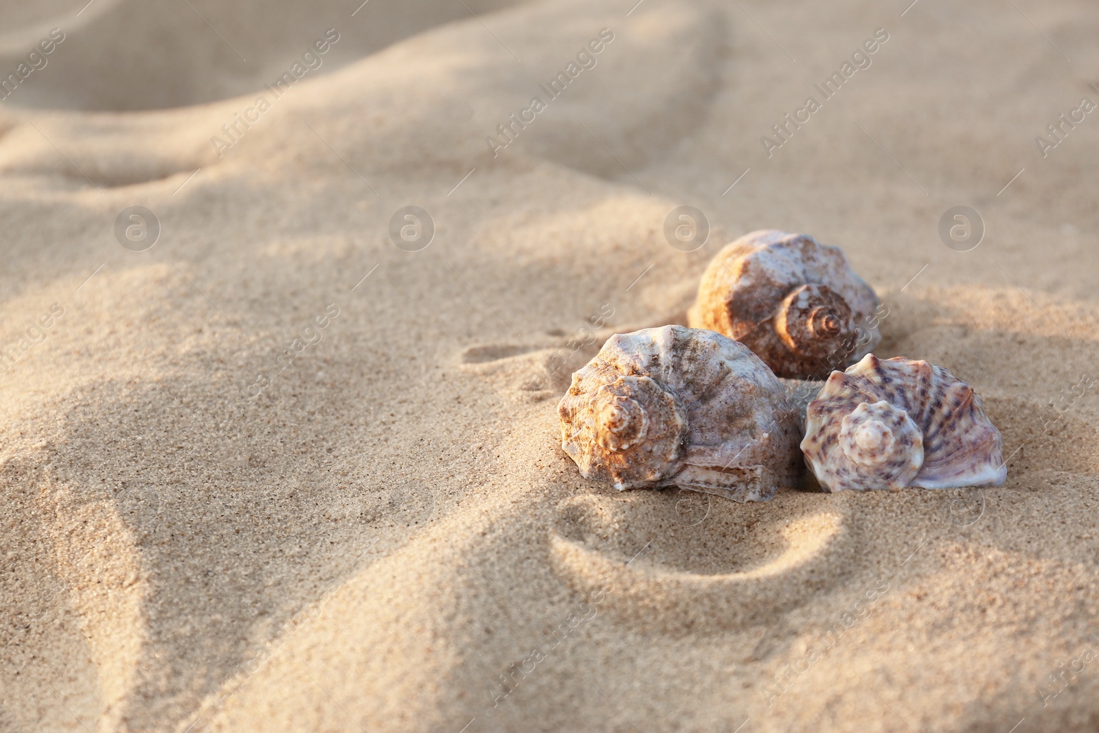 Photo of Beautiful shells on sandy beach near sea. Space for text