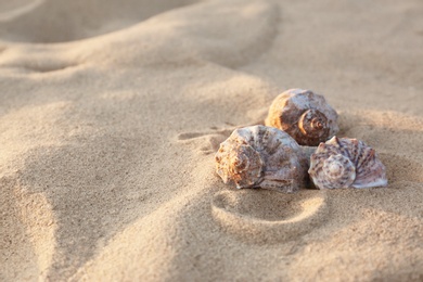 Photo of Beautiful shells on sandy beach near sea. Space for text