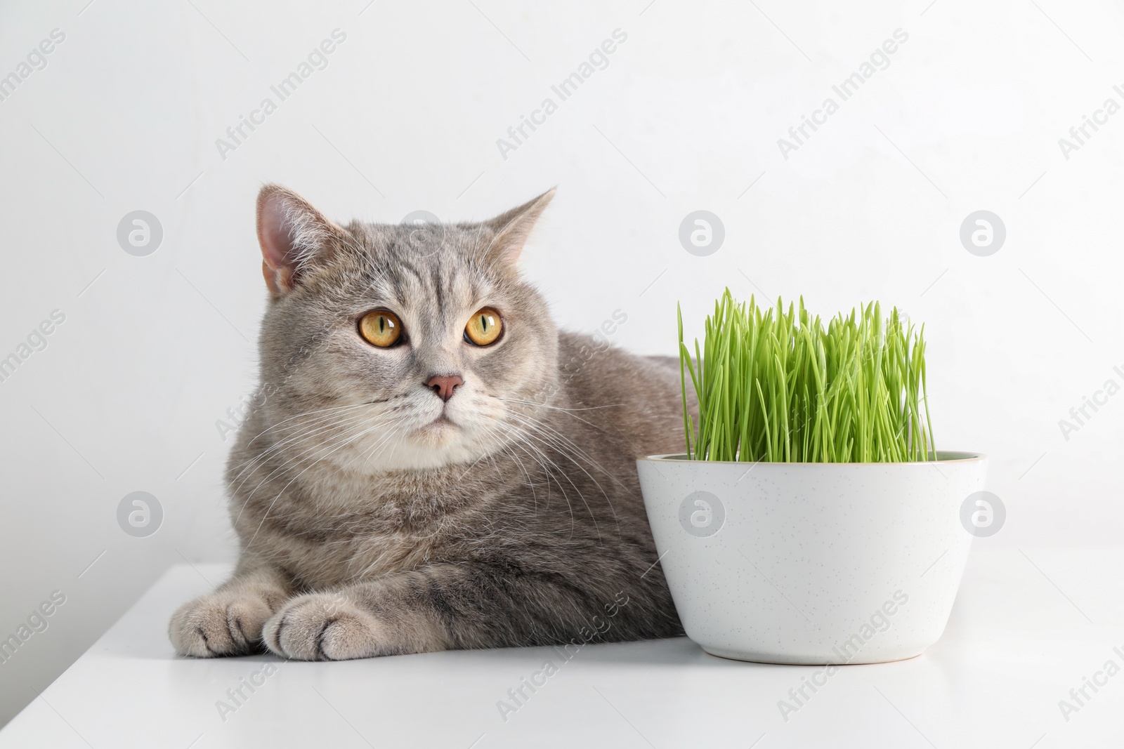 Photo of Cute cat and fresh green grass on white background