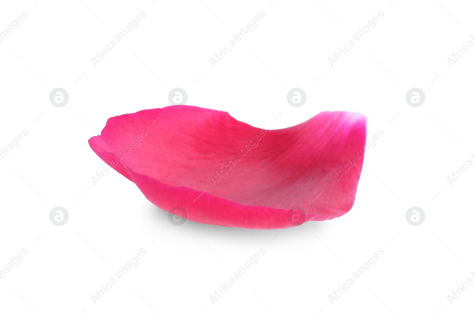 Photo of Beautiful petal of peony flower isolated on white