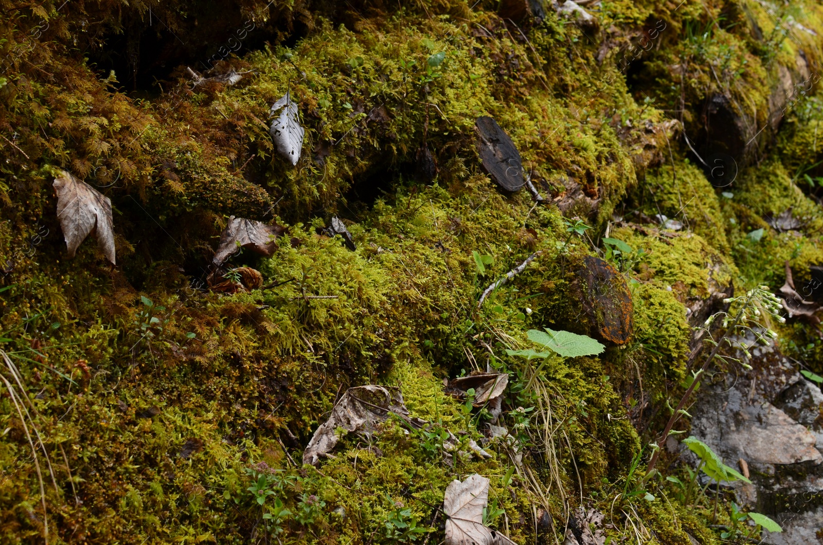 Photo of View of green moss and fallen leaves outdoors