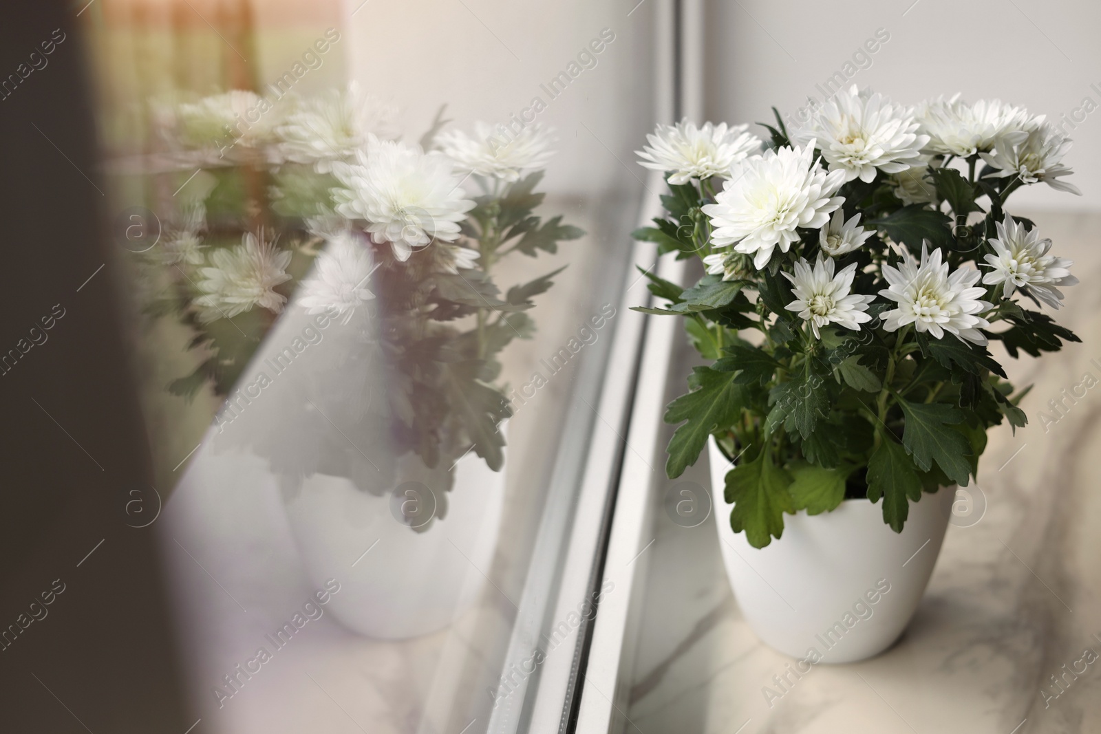 Photo of Beautiful potted chrysanthemum flowers on white window sill indoors. Space for text