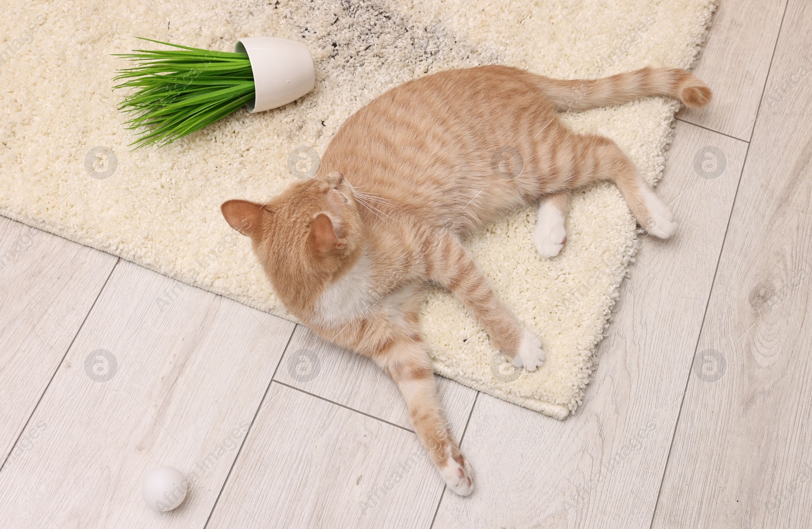 Photo of Cute ginger cat near overturned houseplant on carpet at home