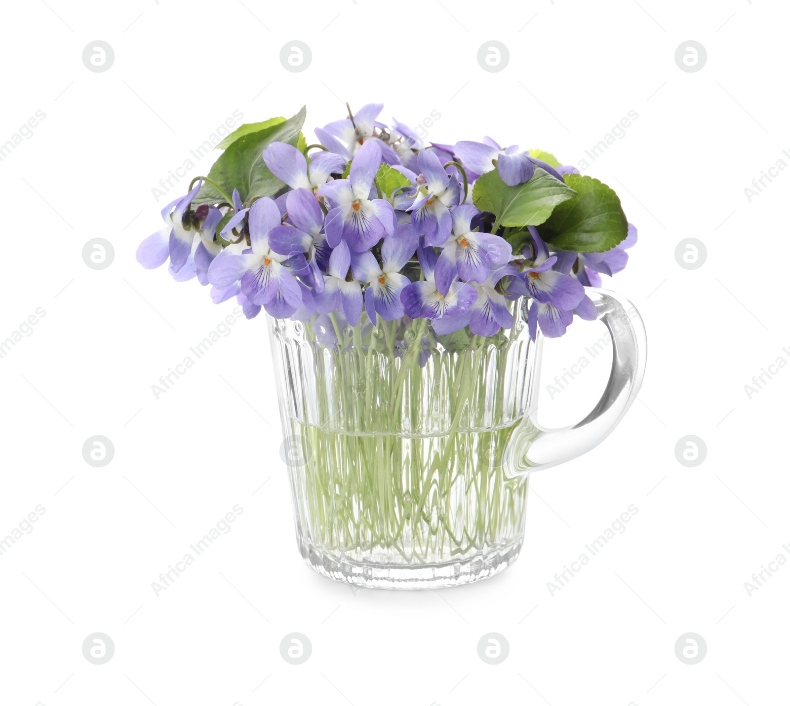 Photo of Beautiful wood violets in glass cup on white background. Spring flowers