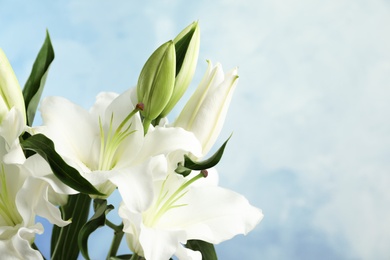 Beautiful lilies on blue background, closeup view. Space for text