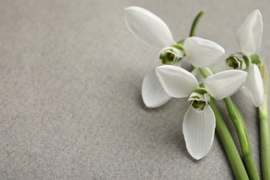 Beautiful snowdrops on grey background, closeup. Space for text