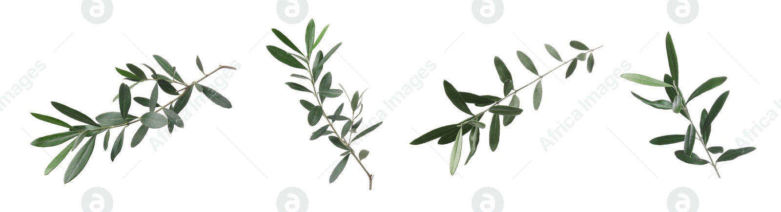 Image of Set of olive twigs with fresh green leaves on white background. Banner design