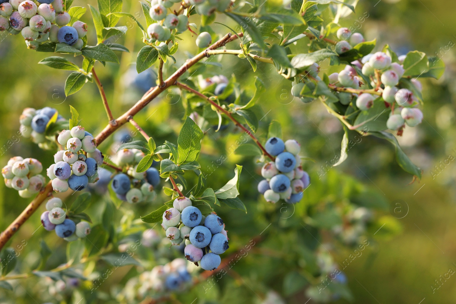 Photo of Bush of wild blueberry with berries growing outdoors, closeup