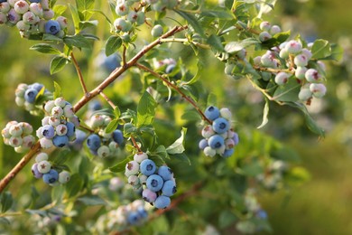 Bush of wild blueberry with berries growing outdoors, closeup