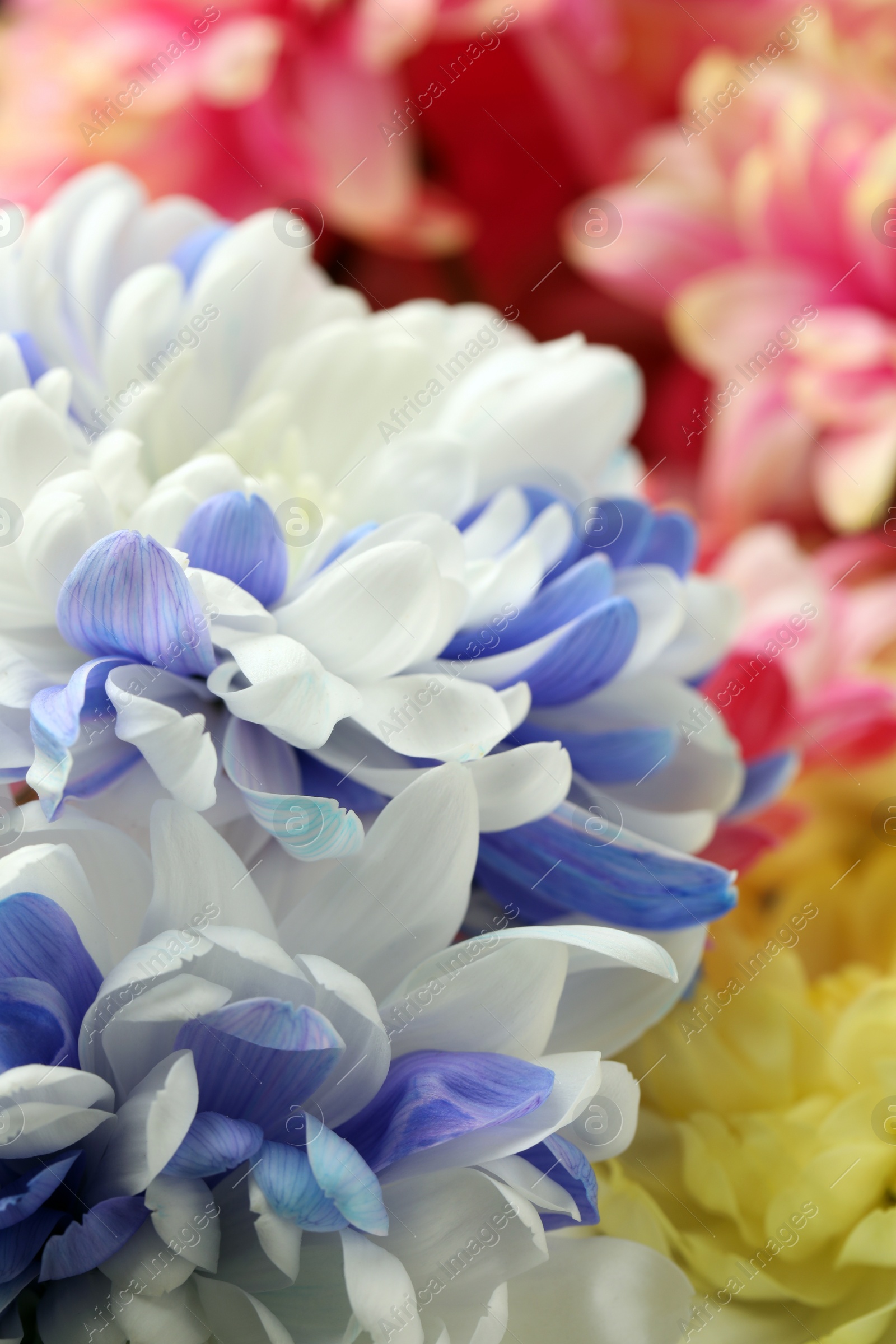Photo of Beautiful blooming chrysanthemum flowers as background, closeup