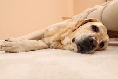 Cute Golden Labrador Retriever on floor in room, closeup