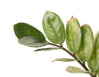 Houseplant with damaged leaves on white background, closeup