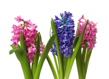 Photo of Beautiful spring hyacinth flowers isolated on white