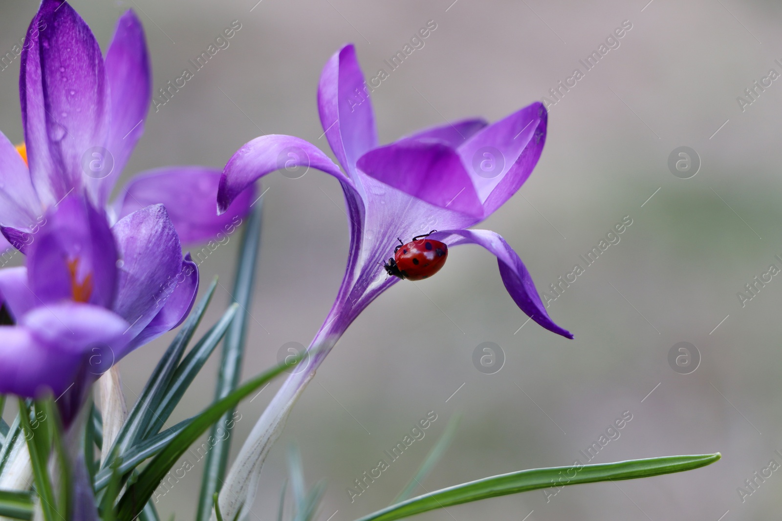 Photo of Ladybug on purple crocus flower growing against blurred background